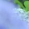 梅雨花