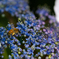 紫陽花とハチ