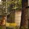 夕暮れの猫