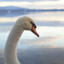 洞爺湖と白鳥