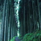 杉の路