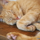 お昼ねこ