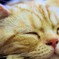 眠たいにゃあ