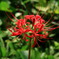 彼岸花