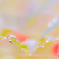 雫