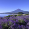 ラベンダー富士山
