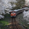 わ鐵と桜
