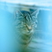 吾輩は猫である、ニャー # 137