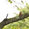 Sciurus lis