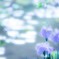 初夏の花