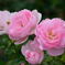 薔薇　セプタード　アイル