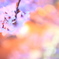 パチ屋の桜