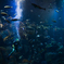 水族館にて