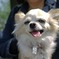 美川犬一