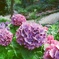 紫陽花の園
