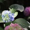 紫陽花
