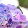 紫陽花