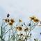 河川敷で咲く花