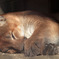 Sleeping in daytime! Zzzzz～うぉ～太っといお手手！