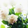 10本の白薔薇