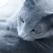 お猫様