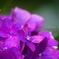 紫陽花