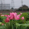 蓮