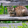 吾輩は猫である、ニャー # 145