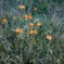 エゾカンゾウの花畑