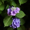 紫陽花1