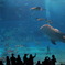 Whale Shark