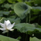 花　その83