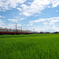 田園列車の夏