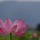 花　その84