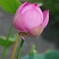 その名も、桃蓮