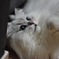 ウチの猫#2