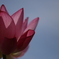 花　その86