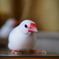 背後霊？