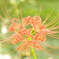 曼珠沙華（赤）