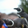 ペンギンおねむ