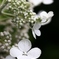 湿原の花たち～ノリウツギ