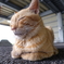 沖縄の猫