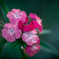 Colorful flowers5