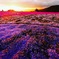 茶臼山高原 芝桜
