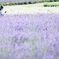 ラベンダー摘んで♪