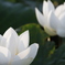 花　その88