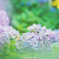 紫陽花鮮やかに