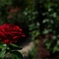 2DA98F0B-6D0A-47F0-A9C3-C5721EB01518