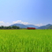 夏の田園景