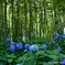 竹林と紫陽花